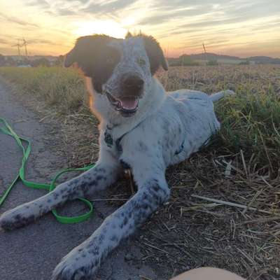 Hundetreffen-Hunde Kontakte: spielen, lernen, Sozialkontakte knüpfen-Bild