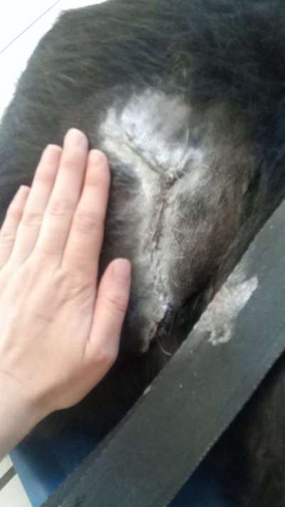Verletzung in Hundepension-Beitrag-Bild