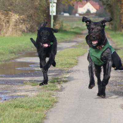 Hundetreffen-Große Hunde zum Toben gesucht 🐾-Bild