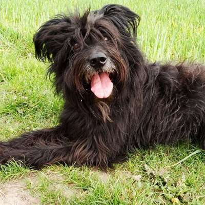 Altdeutsche Hütehund gibt es noch mehr gleichgesinnte?-Beitrag-Bild