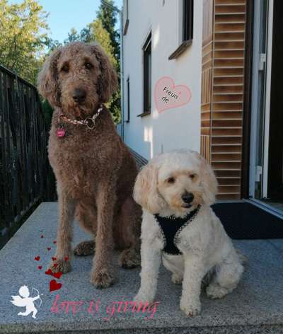 Bester Freund, Hundekumpel - zeigt her!-Beitrag-Bild