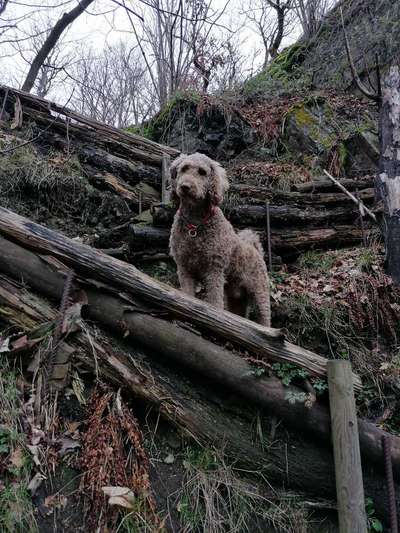 Hundetreffen-Zum spielen treffen-Bild