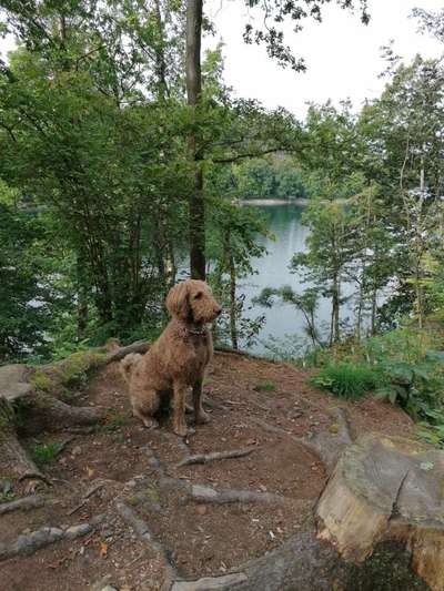 Hundetreffen-Gemeinsam spazieren gehn und spielen-Bild