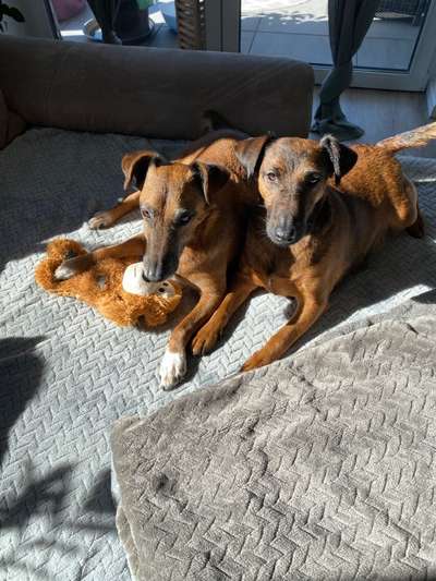 Sind hier Deutsch Kurzhaar/ Jagdhunde?-Beitrag-Bild