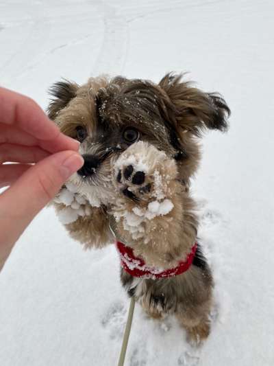 Fotochallenge 61 ~ Schnee-Beitrag-Bild