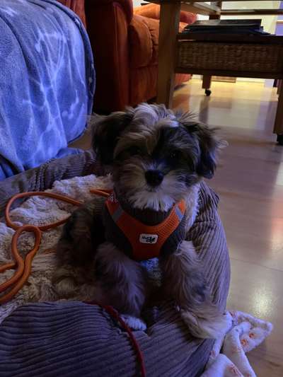 Havaneser dabei?:)-Beitrag-Bild