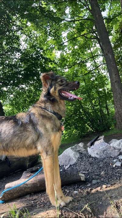 Zeigt mir eure Schäferhund Mischlinge :-)-Beitrag-Bild