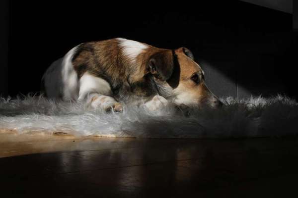 Foto's und Hundemodels-Beitrag-Bild