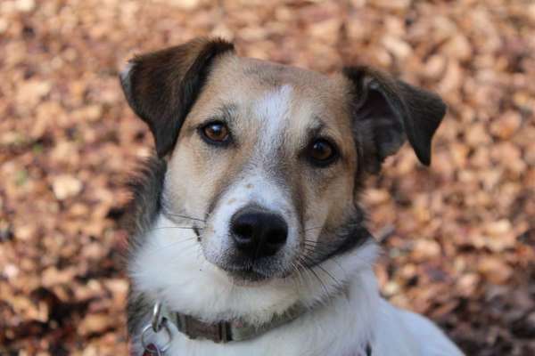 CHALLENGE NR. 19 - Der Hundeblick-Beitrag-Bild