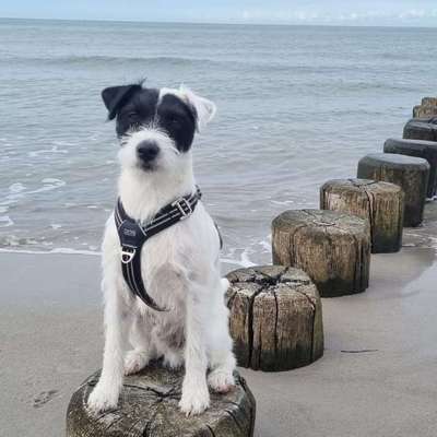 Hundetreffen-Spielpartner gesucht 🐶🐕-Profilbild