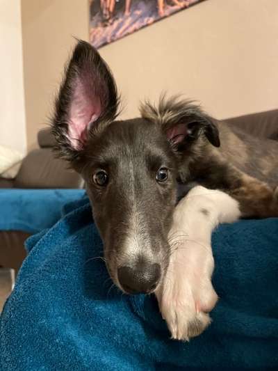 Windhunde - Treffen der besonderen Schönheiten
HERZLICH WILLKOMMEN-Beitrag-Bild