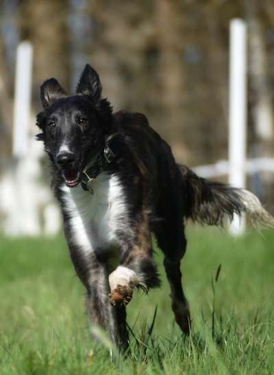Windhunde - Treffen der besonderen Schönheiten
HERZLICH WILLKOMMEN-Beitrag-Bild