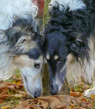 Windhunde - Treffen der besonderen Schönheiten
HERZLICH WILLKOMMEN-Beitrag-Bild