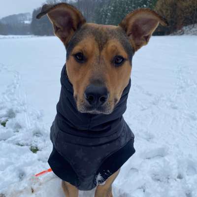 Hundetreffen-Trainingspartner für Hundebegegnungen 😊-Bild