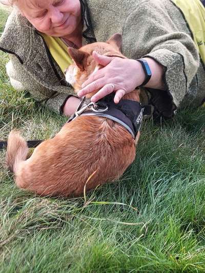 Warum liebst du deinen Hund?-Beitrag-Bild