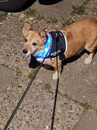 Die Dogorama Kalender Challenge Titelbild-Beitrag-Bild