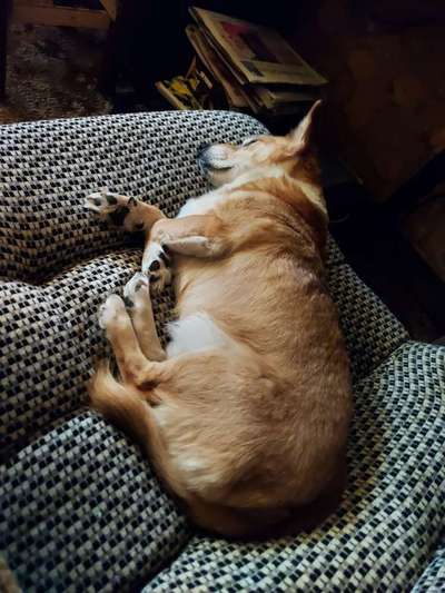 Die Dogorama Wochen Challenge-Beitrag-Bild