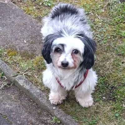 Hundetreffen-Osterspaziergang in der Heide-Bild