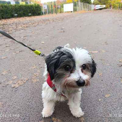 Hundetreffen-Entspannter Spaziergang in der Heide-Bild