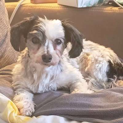 Hundetreffen-Weihnachtsspaziergang 😀-Bild