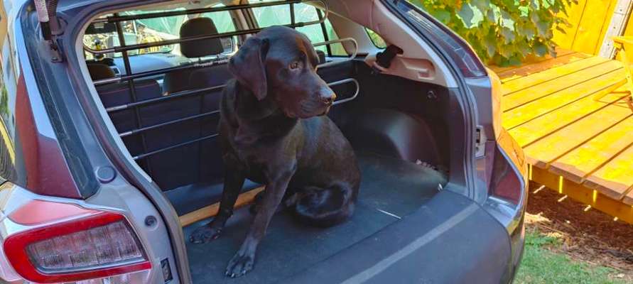 Wie heißt dein Hund?-Beitrag-Bild