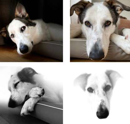 Hunde Porträt (Portrait) Galerie....-Beitrag-Bild