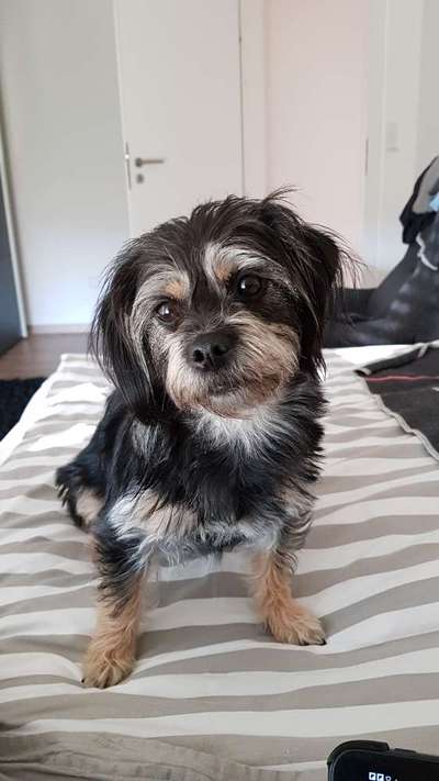 bolonka zwetna 😁-Beitrag-Bild