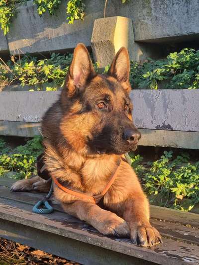 Dogorama Photo Challenge - Portrait-Beitrag-Bild