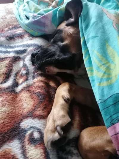 Darf der Hund bei Euch im Bett schlafen?-Beitrag-Bild