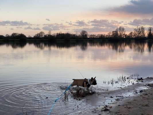 Französische Bulldoggen-Beitrag-Bild