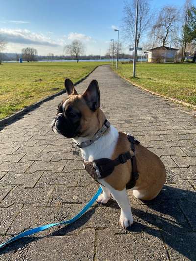 Französische Bulldoggen-Beitrag-Bild