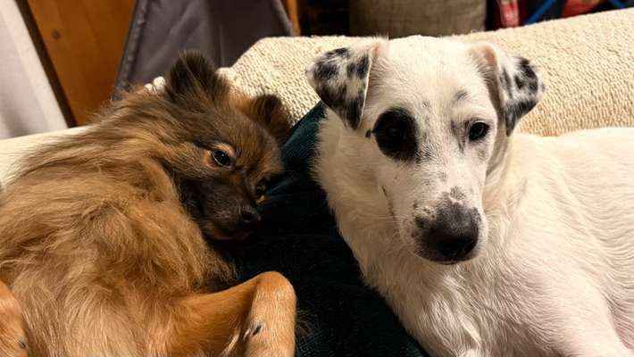 Darf der Hund bei Euch im Bett schlafen?-Beitrag-Bild