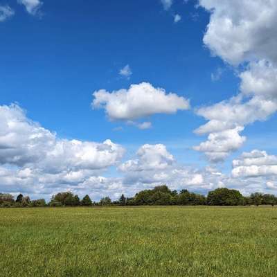 Hundeauslaufgebiet-Römerweg in Ommersheim-Bild