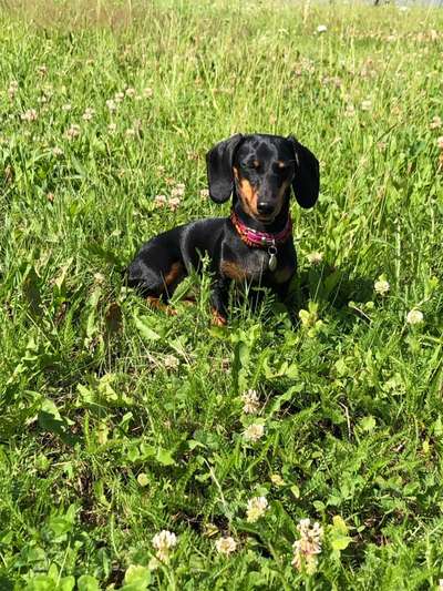 Die Dogorama Monats Challenge "Es grünt und blüht"-Beitrag-Bild