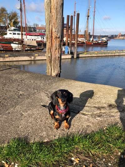 Hundetreffen-Welpen spiel/ lern & Spazier Freunde gesucht-Bild