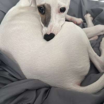Whippet-Beitrag-Bild