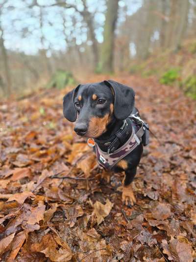 Hundetreffen-Gassitreff-Bild