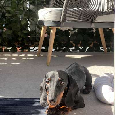 Hundetreffen-🐾 Spiel- und Gassipartner für Dackel Gustl gesucht 🐾-Bild