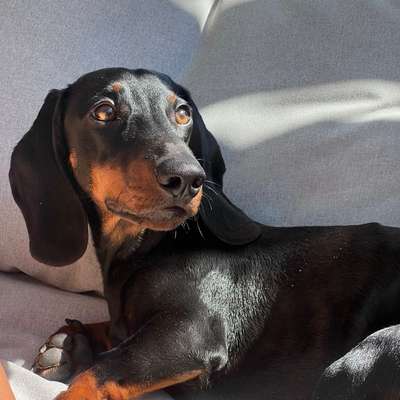 Hundetreffen-🐾 Spiel- und Gassipartner für Dackel Gustl gesucht 🐾-Bild