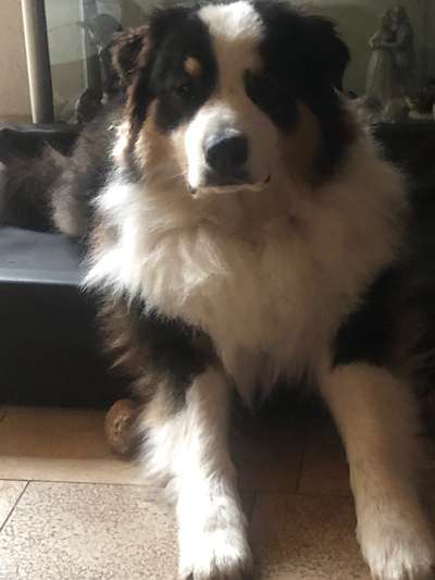 Fotochallenge Nr 73 ~ Schokoseite - Zeig deinen Hund von seiner besten Seite-Beitrag-Bild