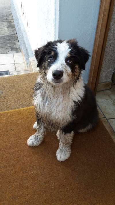 dirty Dog-Beitrag-Bild