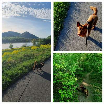 Hundetreffen-Aktives Gassi gehen :)-Bild