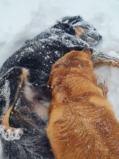 Challenge Nr. 16         Dynamik - Dein Hund in Bewegung-Beitrag-Bild