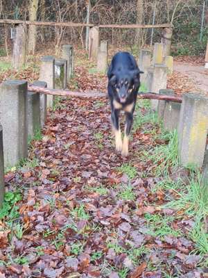 Hundetreffen-Neue Wege beschnuppern 🐕-Bild