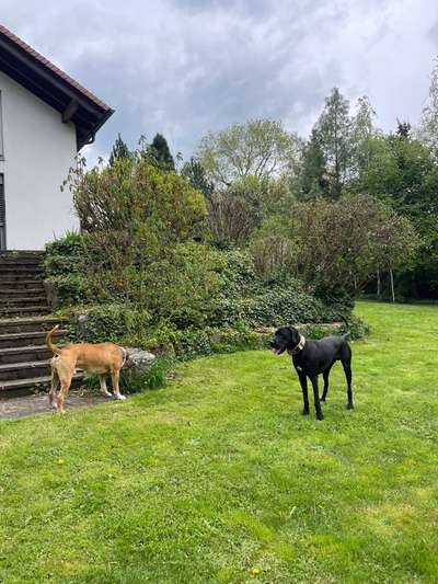 Hundetreffen-Gassi gehen, Freilauf, Treffen in eingezäuntem Garten-Bild