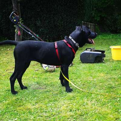 Die Dogorama Monats Challenge "Es grünt und blüht"-Beitrag-Bild