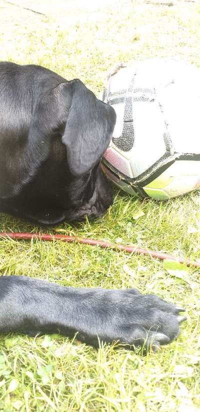 Zeig dein Hund mit seinem Lieblingsspielzeug-Beitrag-Bild