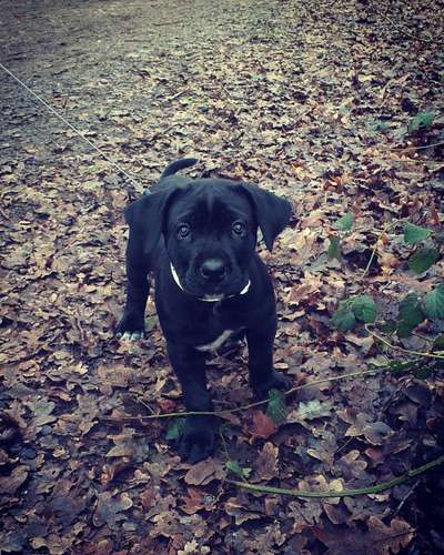 Welpen Bilder !-Beitrag-Bild