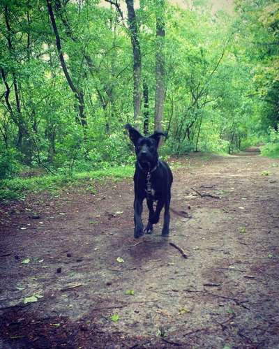 Labradorfans-Beitrag-Bild