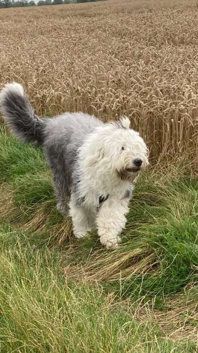 OES Bobtails-Beitrag-Bild